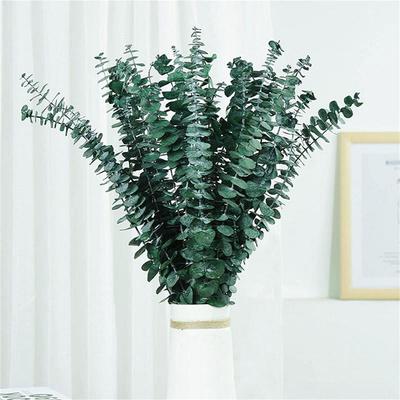 10Pcs/set Preserved Dried Eucalyptus Stems Natural Fresh Eucalyptus Bundles Vase Filler Centerpiece Flower Arrangement
