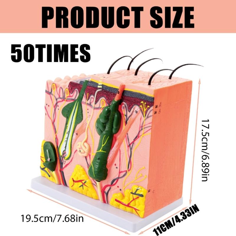35/50/70/85X Enlarged Skin Model Skin Anatomical Model Teaching Tool for Classroom Study Display Teaching Medicals Model