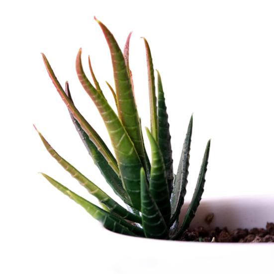 Mini Künstliche Sukkulenten Realistische Fake Kleine Kakteen Pflanzen Bunte Kunststoffe Beflockte Topflose Pflanzen für Garten Blumentopf Küche Heimdeko