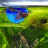 Floating Fish House, Aquarium Shelter for Betta Guppy Goldfish, Easy Clean & No Power Needed