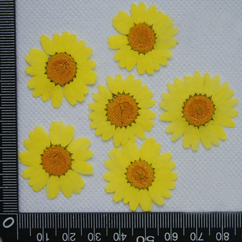 Pressed Flowers for Home Decoration, White Chrysanthemum, Bulk Packing, 1000PCs