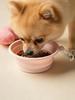 Small Foldable Silicone Pet Bowl