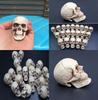 Mini Artificial Skull For Anatomical Scenes Perfect For Home Decor And Gifts