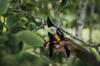 Manual Scissor Pruning Shears 25 Cm