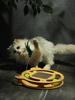 Cat Scratcher Board Wear Resistant Cat Scratching Board Toy with Ball Multifunction Grinding Claw