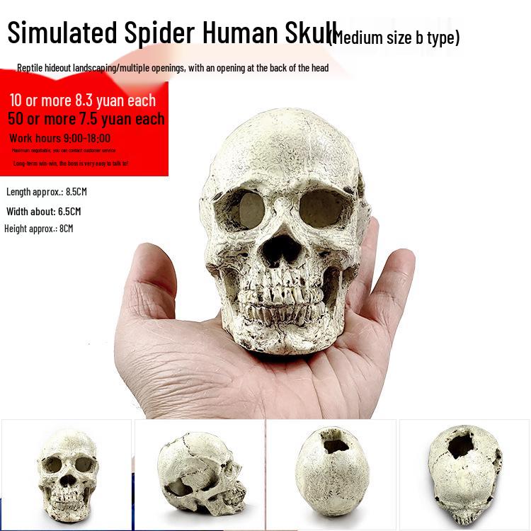 Akril Hüllőtenyésztő Doboz Dekoratív Koponyával