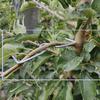 100Pcs Fruit Tree Branch Puller Tying Machine For Plum Trees Open Angle Tool Plant Shaping Tool with M Shape 4inch