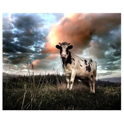 Ricamo Pittura Diamante Punto Croce Tondo Pieno Animale Mucca Immagine di Strass Decorazione Casa