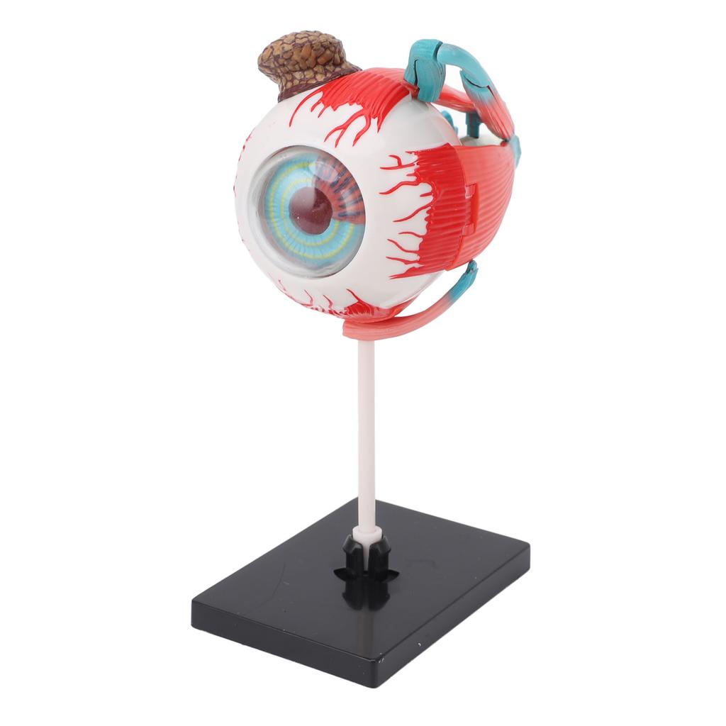Anatomisches Modell des menschlichen Auges mit abnehmbarem Ständer 16 abnehmbare Teile Bildungsdisplay Wissenschaftsunterricht Augapfelmodell