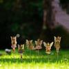 6x Fairy Garden Accessories Miniature Figurines Resin Flower Pot Decoration Landscape Ornaments
