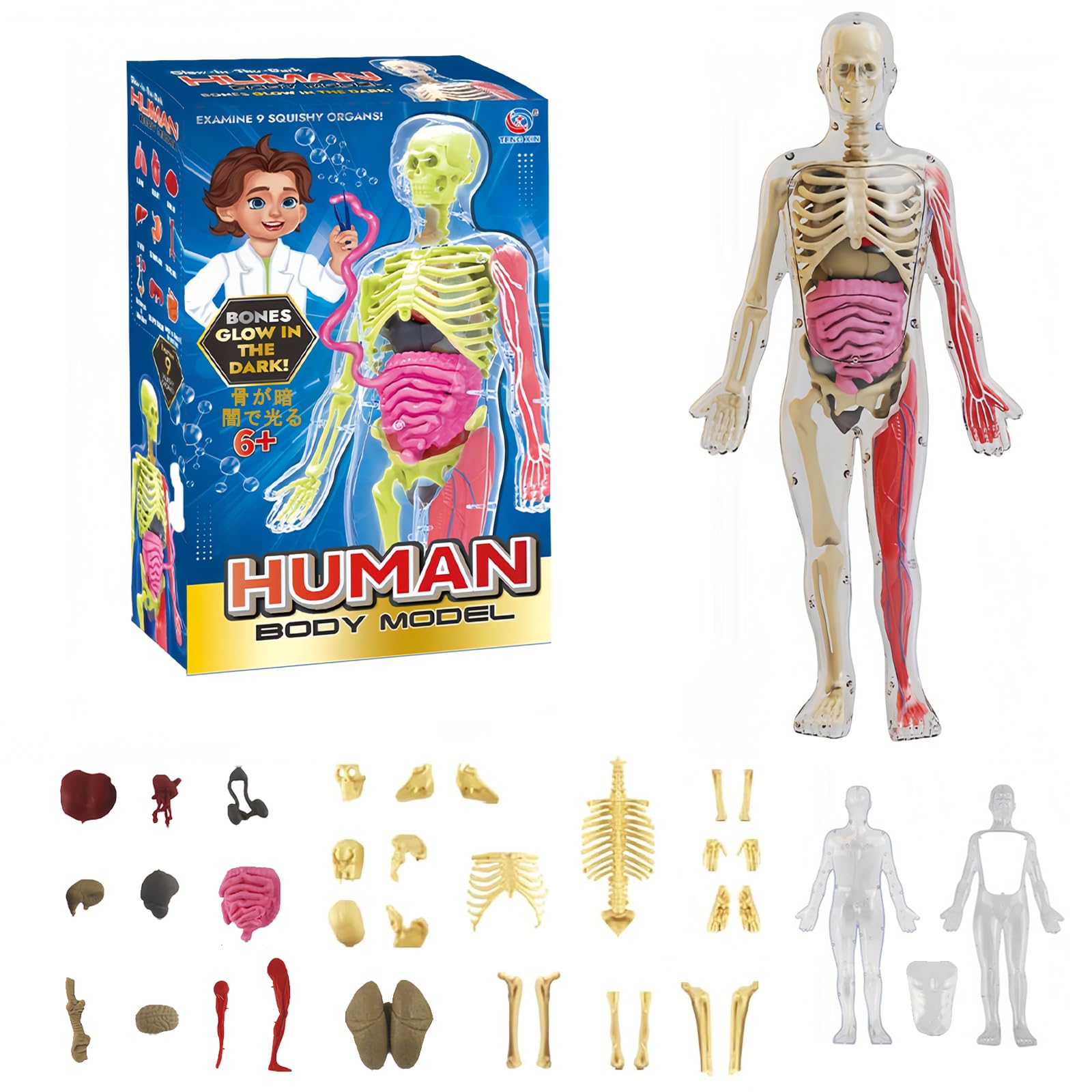 HYEANHLPYE Human Anatomy Model Toy, Luminous Skeleton Specimen, Human Blood Vessel Model Toy, Mannequin, Removable Organ Skeleton Model, Disassembly P