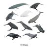 PIGMANA Realistic Whale Figurines Toy - Play Sea Animals Figurines Set - Toy For Kids, Realistic Set For Sea Lovers, Includes Beluga