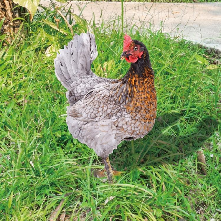 Chicken Garden Stakes Ornaments Garden Insert Yard Lawn Decoration Yard Signs