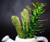 A set of succulents in a white ceramic watering can - two designs