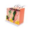 Skin Anatomical Model 35/50/70/85X Enlarged Skin Model Human Skin Structure Anatomy Model Teaching Tool for Study