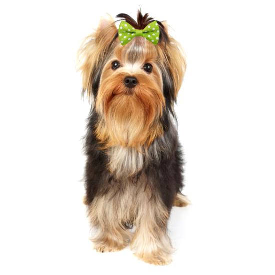 

Галстуки из волос домашних животных Красивый симпатичный компактный бант Аксессуары для ежедневной носки