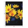 Wild Sunflower Bouquet, Painterly Impression In Rich Soothing Tones Throw Blanket Sofa Anime Christmas Decoration Blankets