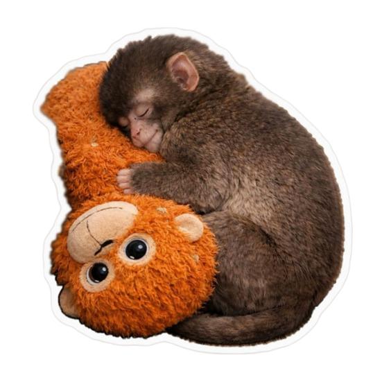 Protect Punch The Monkey Decals Car Laptop Sticker Cute Monkey Holding Plush Toy Vinyl Stickers Easy to Apply/Remove Fun Nursery Decor 1pc