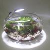Round Waterproof LED Fish Tank Light for Aquatic Plants and Color Enhancement