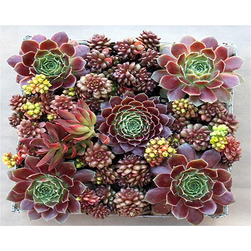 Full Diamond Painting Embroidery Cross Stitch Succulent Plants Pictures Of Rhinestones Mosaic Flower Handmade Gift 40