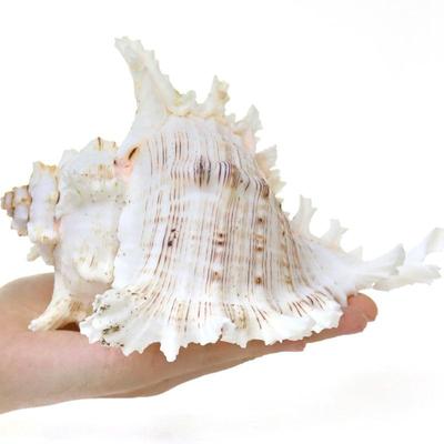 White Thousand Hand Conch Figurine: Aquarium & Home Decor Ornament