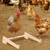 Chicken Perch for Coop Poultry Training Perch Wood Roosting Bar for Hen Chicks Birds Parrot Play Perching Training Support
