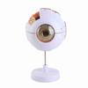 6X White & Transparent 6X Enlarged Eye Model Ophthalmology Anatomical Model  Science Presentation