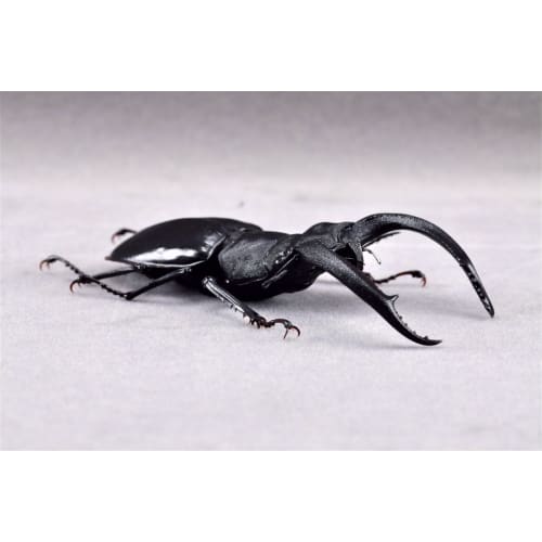 BACALYSO | Nirvana Rhinoceros Stag Beetle Figure, Refrigerator Ornament, Magnetic, Realistic Insect Beetle, Resin, Adult-Friendly, Plastic Model Toy,