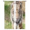 Nahaufnahme Kopfschuss eines Sumatra-Tigers, Panthera Tigris Sumatrae, transparente Tüllvorhänge für die Wohnzimmerdekoration, Voile-Organza-Vorhang