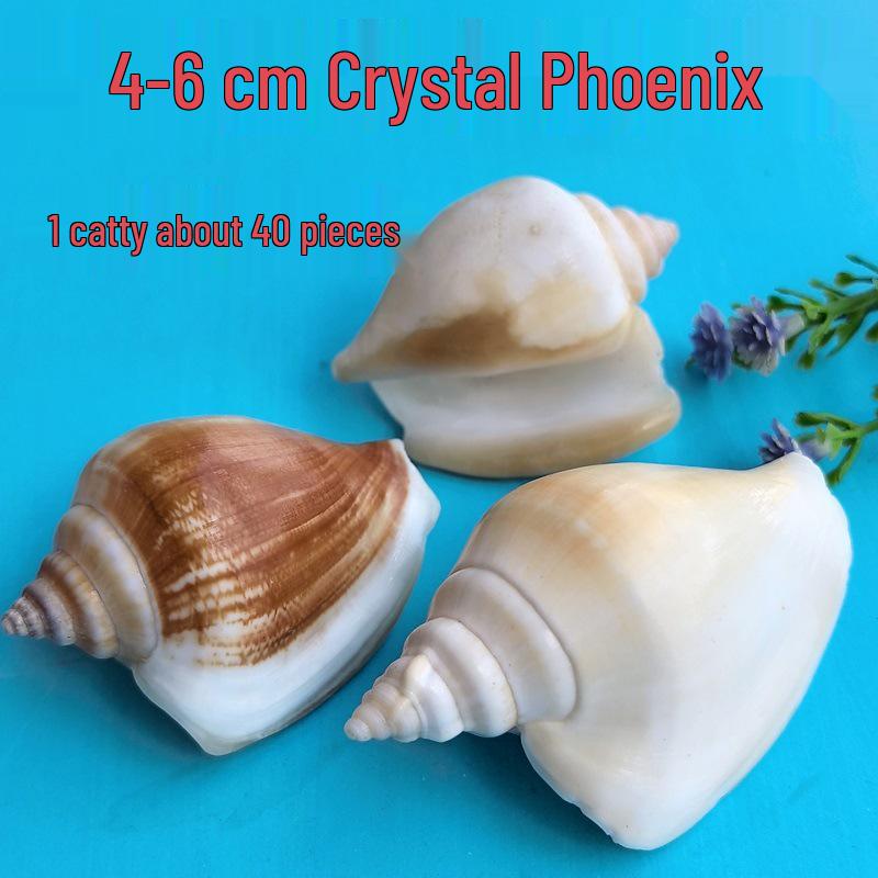 Conch Shells & Starfish for Hermit Crabs: Aquarium Decor & Drift Bottle Accessories