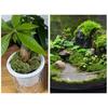 100/150/200/500/1000G Artificial Green Moss DIY Crafts Fairy Gardens Table Centerpieces Fish Tank Microlandscape Decorative Fake Moss