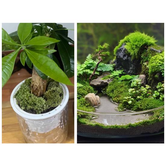 100/150/200/500/1000G Artificial Green Moss DIY Crafts Fairy Gardens Table Centerpieces Fish Tank Microlandscape Decorative Fake Moss
