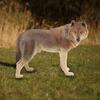 Wildlife Animal Model Toy Collection Figurine Decor Ornament Simulation