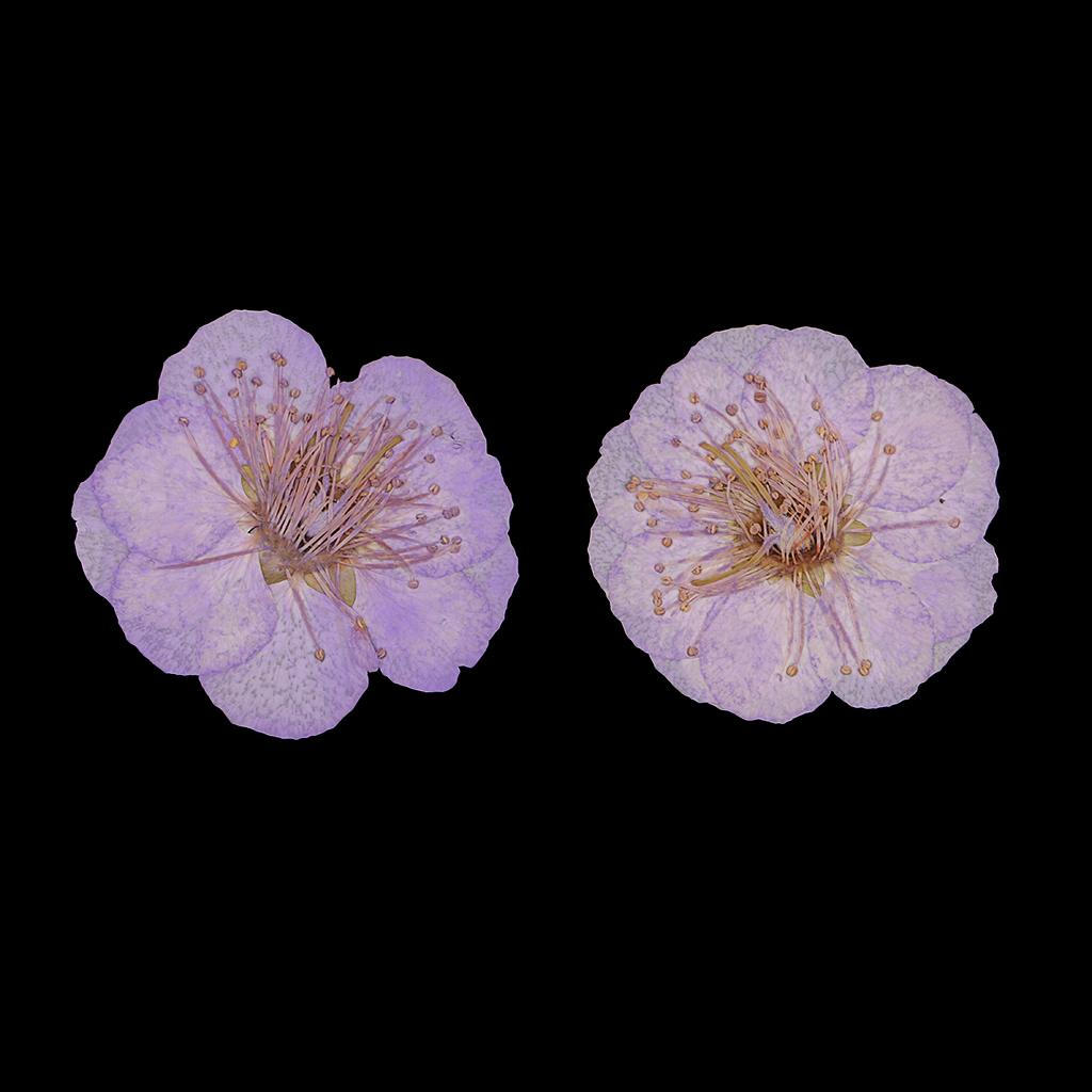 12 Pressed Wintersweet Flower Dried Floral Embellishments Card making Scrapbooking Art Crafts