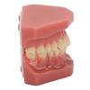 Modèle de dent 28 dents Modèle orthodontique dentaire Fournitures d'étude pédagogique Démonstration dentaire
