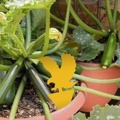 12Pcs Sticky Traps Fine Workmanship Easy To Use Multiple Styles Practical Animal Plant Shaped Fly Papers for Indoor