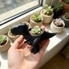 Ornamente Dinosaurier Blumentopf Lustiger T-Rex Pflanzgefäß Kleiner Gegenständehalter Pflanzen Pflanzgefäß Tisch