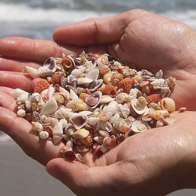 Handmade Seashell & Starfish DIY Photo Frame and Fish Tank Decoration