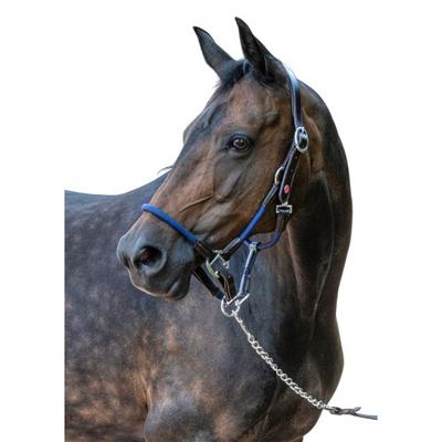 Reitsport – Zaumzeug & Zügel