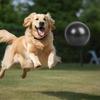 9,8 Zoll Hüteball für Hunde Haustier Aufblasbarer Ball Spielzeug Interaktives Spiel Bewegungsball Fördert die Körperliche Gesundheit für Kleine Mittlere Haustiere