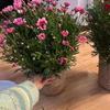 S/M/L Straw Weaving Flower Plant Pot Decorative Flowerpot Storage Baskets Flower Basket  Outdoor