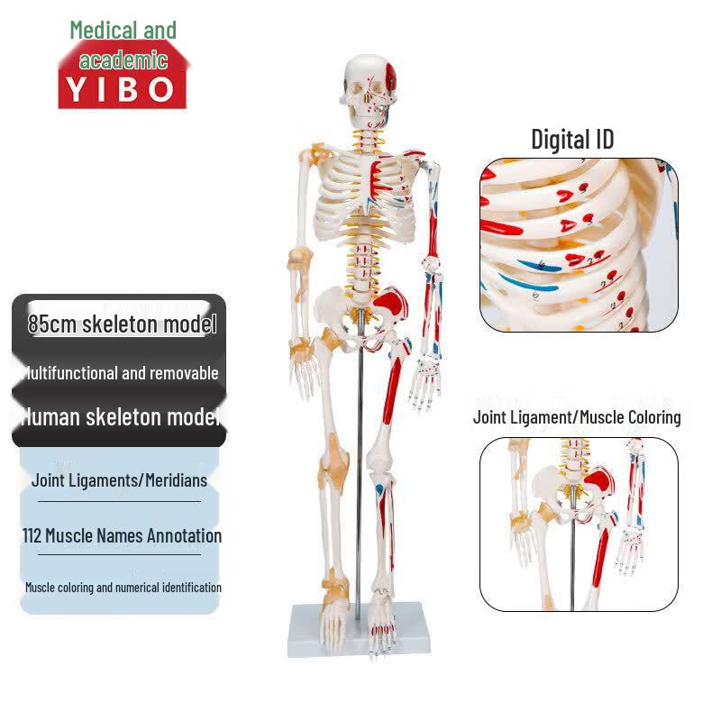 Yibo Human Skeleton Model for Medical Teaching