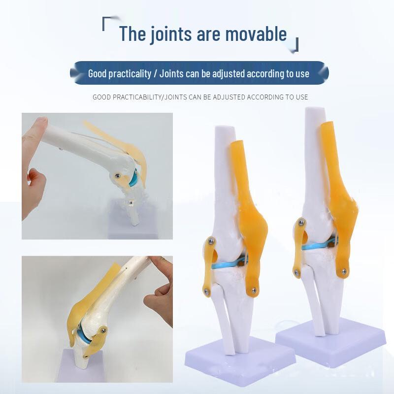 Human Joint Anatomical Models