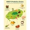 Lactotoc Probiotics 60stick 2types / Vitamin C / Immune (Vitamin C,D and Zinc)