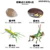 Oenux Simulation Luna Moth Salmon Butterfly Ants Life Growth Cycle Animals Model Action Figures Educational Miniature Kids Toy