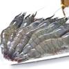 Thai Live Frozen White Shrimp