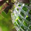 1Pcs Aquatic Pet Supplies Decorations Aquarium Moss Ball Live Plants Filter Pet Decor