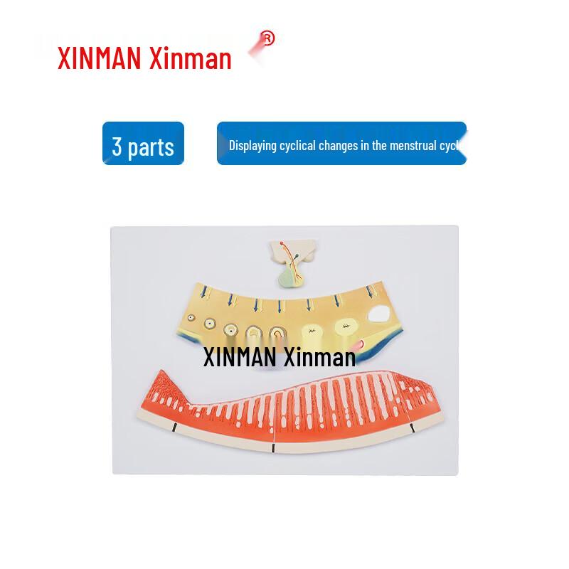 XINMAN Menstrual Cycle Anatomy Model
