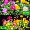 Flowers Solar Lights Outdoor Decoration Snow Lotus Flower Lights Solar Flower Lights  for Outdoor Solar Garden Lawn Lights