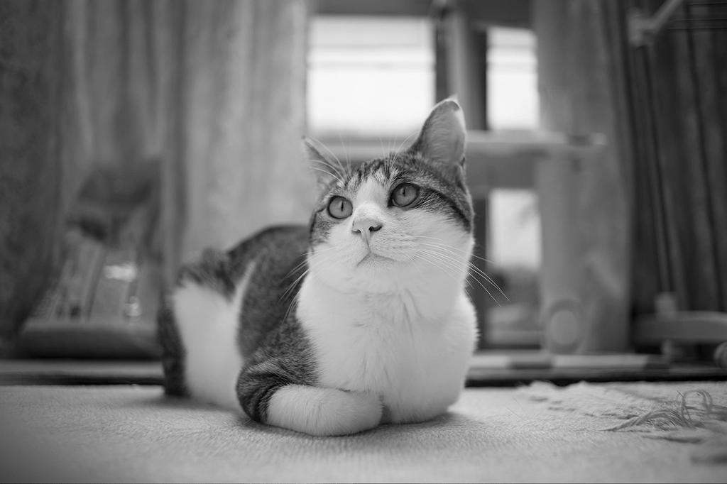 TTArtisan 17mm C ASPH Micro Four Thirds Meisho Festbrennweite f/1.4 Objektiv, Optisch, (Typ A)